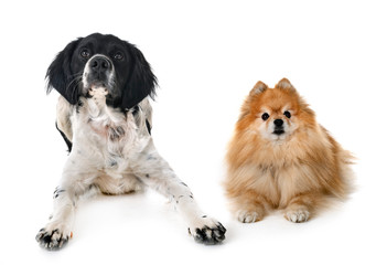 brittany dog and pomeranian