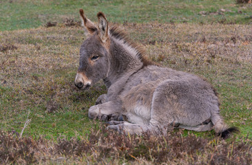 Naklejka na ściany i meble Donkey New Forest England
