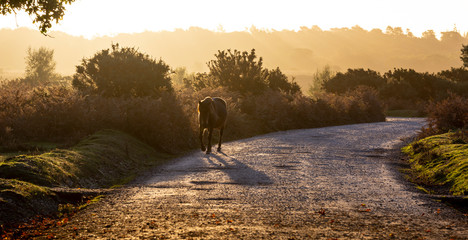 Horse on the Move