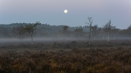 Fototapeta premium Morning with Fog New Forest