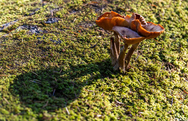 Mushrooms New Forest
