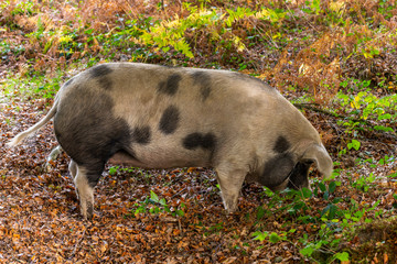 Pig Roaming in New Forest England