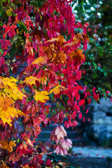 Autumn leaves on a tree of bright colors.