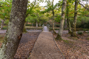 Puttles Bridge New Forest