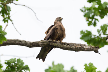black kite bird (milvus migrans) sitting on branch