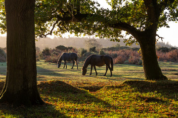 Two Horses New Forest