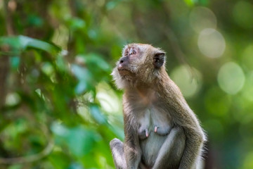 Long-tailed Macaque_Macaca fascicularis