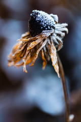 Frost in the garden, rudbeckia flower covered with frost.