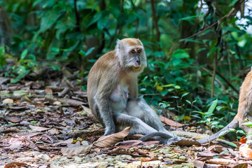 Long-tailed Macaque_Macaca fascicularis