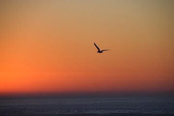Fototapeta na wymiar Seagull silhouette at twilight sunset, Morocco