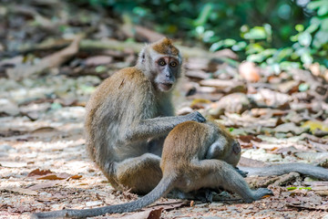 Long-tailed Macaque_Macaca fascicularis