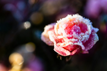 Frost in the garden, rose flower covered with frost.