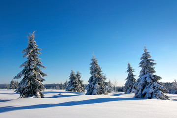 Wild untouched Winter Landscape with some Fir Trees covered by fresh snow under blue sky
