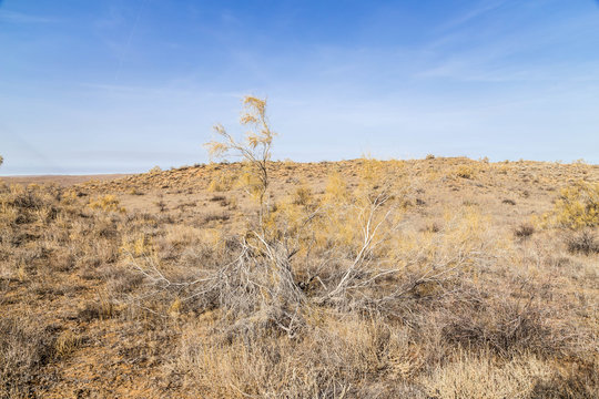 Haloxylon - Saxaul trees and bushes in a kazakh desert.