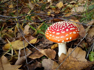 Mushroom