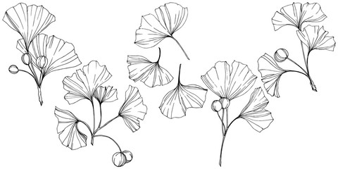 Vector. Engraved black and white ginkgo leaf. Plant botanical garden. Isolated ginkgo illustration element. - obrazy, fototapety, plakaty