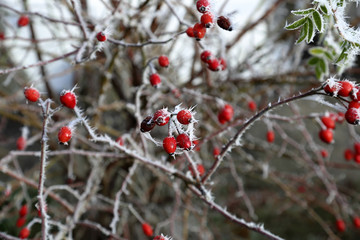 Colorful frozen berries on a branch covered with patterned hoarfrost