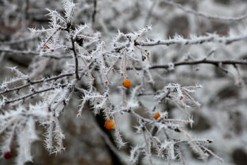 Colorful frozen berries on a branch covered with patterned hoarfrost