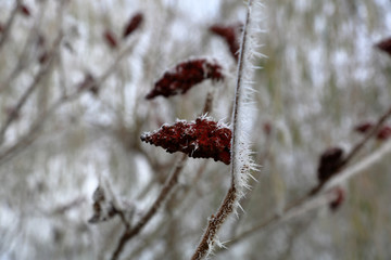 Colorful frozen berries on a branch covered with patterned hoarfrost