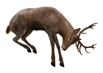 3D Rendering Male Deer on White