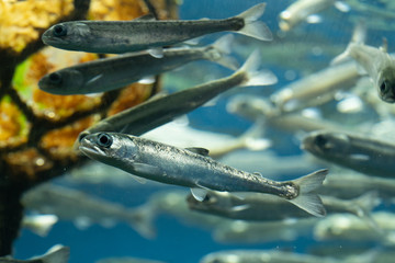 シロザケの幼魚　chum salmon