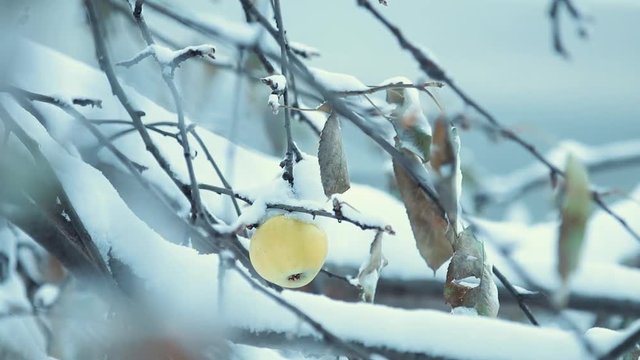 Winter day in the garden. Ripe yellow apple on a snow-covered tree. Wind, shallow depth of the field, 59.94 fps