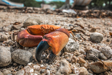 Crab On beach