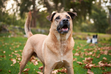 Playful brown dog in autumn garden expecting a game of fetch.