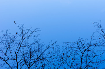 Branch of tree silhouette on blue sky background