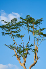 Tree and Sky Background