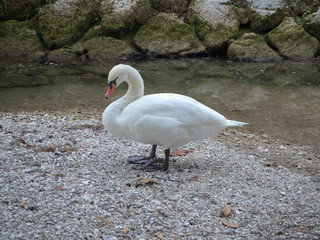 Portrait of white swan on the riverbank