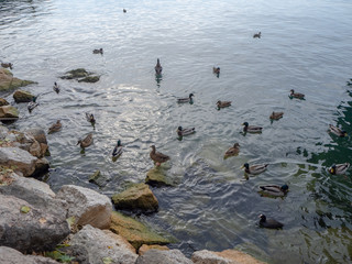 Flock of  wild ducks