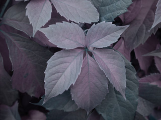 Virginia creeper leaves with shades of gray and pink color
