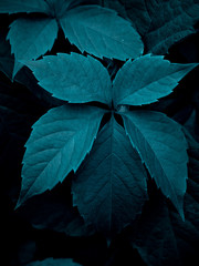 Virginia creeper leaves with shades of dark azure color