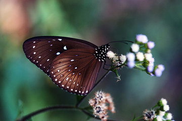 Butterfly on flower