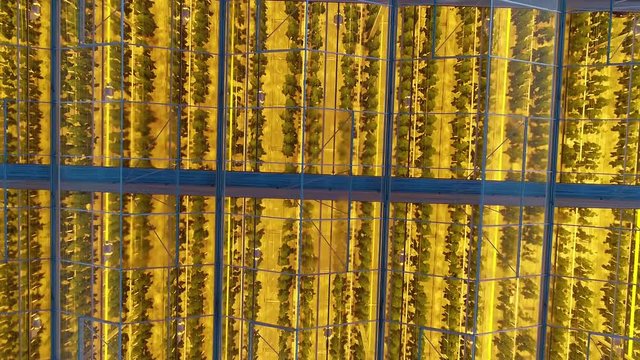 Many rows of the plants under the phyto lamps, inside the greenhouse