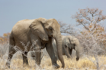 herd of african elephants walking in Etosha national park. Namibia, Africa