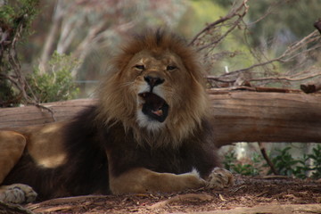 Male lion with a funny face mid yawn/roar