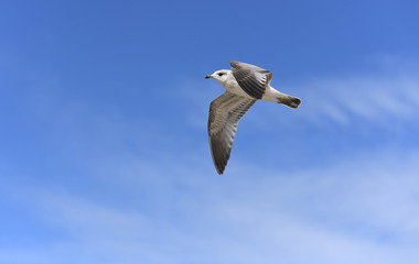 Obraz premium 12 JULY 2018 - OSTROW, POLAND: Polish Baltic sea during summer