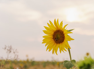 Beautiful sunflowers in the field natural background, Sunflower blooming.