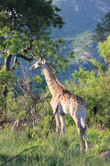 giraffe in kruger national park