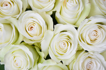 White roses on wooden background