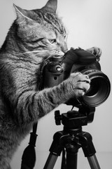 кот и камера