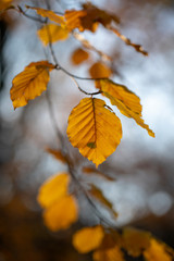 Beech leaves in autumn