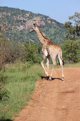 giraffe running