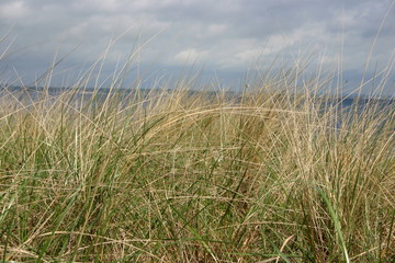 Grashalme hohes Gras mit Wolken am Himmel