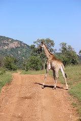 Obraz premium giraffe in africa