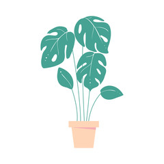 monstera leave. Home tropic plant in pot. Exotic leaf of palm © Kyrylenko