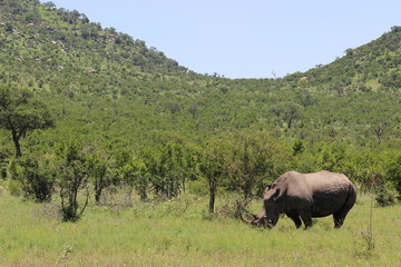 Fototapeta premium Rhino in kruger national park