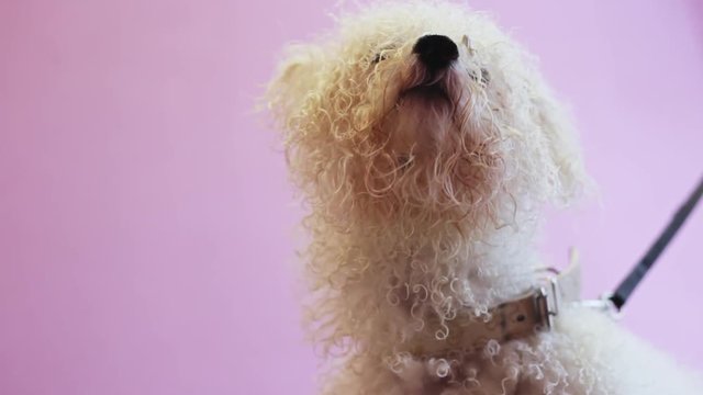 Dog Bichon Frize after bathing, getting ready for a haircut, looking at the camera, before the haircut